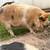 KuneKune Sows - Ready to breed this fall 9 thumbnail