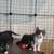 Kittens to good homes 3 thumbnail