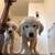 Rehome golden retriever puppies 6 thumbnail