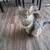 5 year old female cat. Tabby/Maine coon mix 1 thumbnail