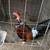Good gamefowl,Buenos Gallos 12 thumbnail