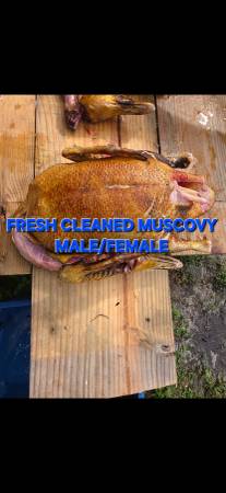 Ducks or turkey 1
