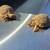 Tortoise 2 thumbnail