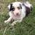 Standard Australian Shepherd puppies - male 4 thumbnail