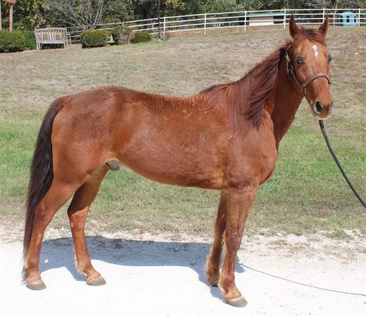 CRUSH– 19 YEARS OLD MO FOX TROTTER CHESTNUT GELDING 1