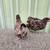 Young Chocolate English Orpington Pair 5 thumbnail