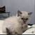 Cats 4 thumbnail