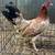 Gamefowl 7 thumbnail