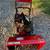 Craftsman 9hp snowblower 2 thumbnail