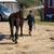 Large pony 5 thumbnail