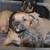 Pocket American Bully Pups 3 thumbnail
