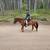 11 yr old Paso mare 5 thumbnail