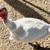 Broad Breastfed Heritage Turkey 3 thumbnail
