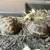 Russian tortoise pair 4 thumbnail