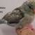 Young Parrotlets 1 thumbnail