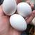 Laying Hens! California White Hens! 9 thumbnail