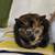 Tootsie rescued tortie kitten 3 thumbnail