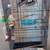 Bird cage with accessories 3 thumbnail