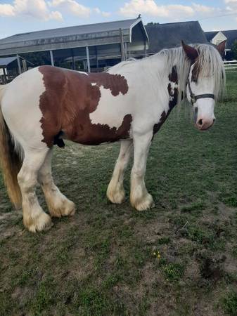 Gypsy Vanner Stallion 1