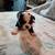 Boston terrier puppies 1 thumbnail