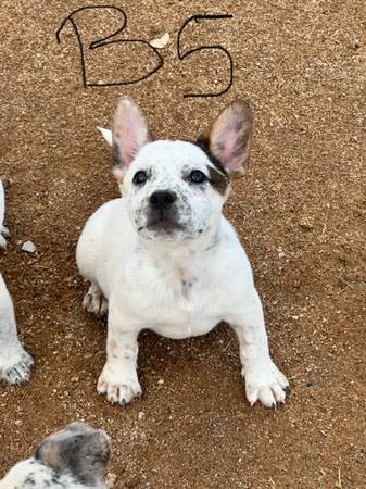 Frenchie mix64050550076035121