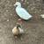 Ducks 1 thumbnail