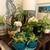 20+ PLANT SALE UNTIL GONE 7AM-7PM ALL MUST GO! 3 thumbnail