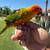 Sun conures 2 thumbnail