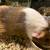 Guinea Pig 2 thumbnail