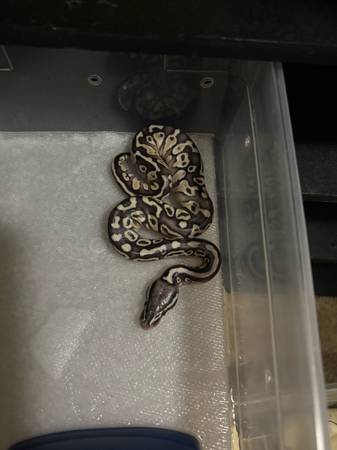 Balls  pythons (Danese)63667748437889123