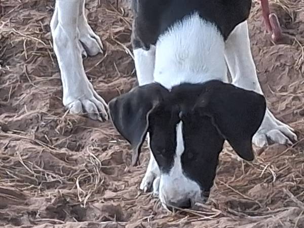 Cachorros de 11 semanas gratis para un buen hogar (Chandler)63681505800835120