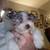 Mini schnauzer 4 thumbnail