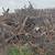 Wood 6 thumbnail