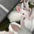 New Zealand white rabbits 2 thumbnail