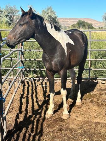 Warm Springs Mustang Stud - 1000 dólares (Vale)63471410609667123