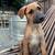 Scooby Doo 12 week old mix 5 thumbnail