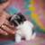 🤍Holland Lop Bunnies 🤍 13 thumbnail