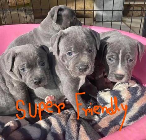 Again Available Pitbull 1