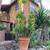 Charming Laurel Canyon/Hollywood Hills Furnished Studio Hidaway 2 thumbnail