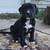 Puppies - Re-homing 4 thumbnail