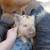 2 Kune Kune female piglets $200 both 1 thumbnail