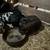 Reduced - Kune kune piglets 1 thumbnail