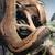 Downsizing reptiles 6 thumbnail
