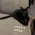 FREE 2 y/o black cat 1 thumbnail