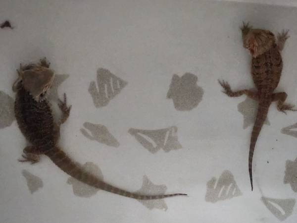 Bearded dragons 1