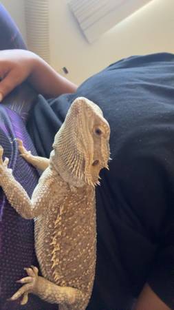 Bearded dragon with tank and accessories (Port Richey)64002557172225122