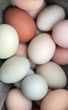 🥚 Farm Fresh Eggs – $10 (18 pack) 1