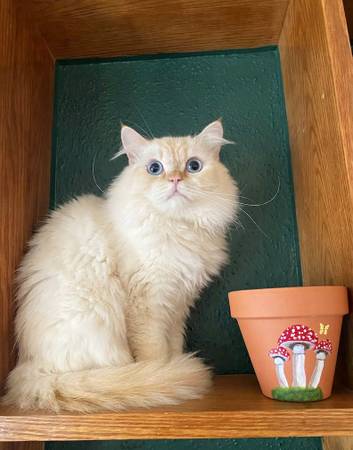 Ragdoll Kitty 1