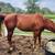 Horse 1 thumbnail