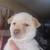 Husky Puppy 9 thumbnail